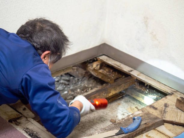 Janesville, CA Mold Remediation Company