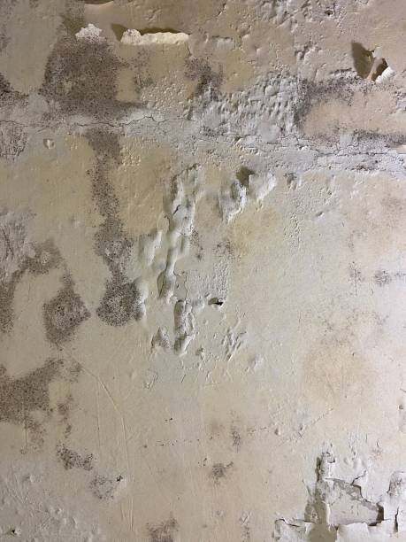Best Residential Mold Remediation in Janesville, CA