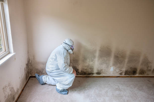 Best HVAC Mold Remediation in Janesville, CA