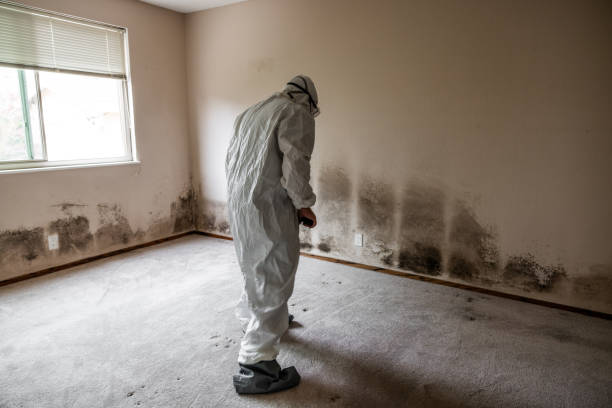Best Insurance-Related Mold Remediation in Janesville, CA