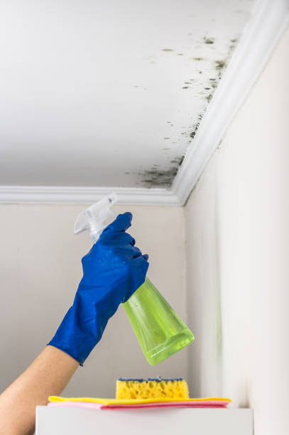 Best Health and Safety Mold Remediation in Janesville, CA