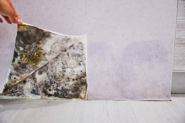 Best Post-Flood Mold Remediation in Janesville, CA
